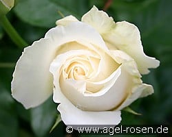 Lina (Strauchrose) Bild der Rose 'Lina' (Strauchrose)