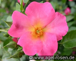 Linderhof (Strauchrose) Bild der Rose 'Linderhof' (Strauchrose)