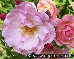 Märchenland (Strauchrose) Bild der Rose 'Märchenland' (Strauchrose)