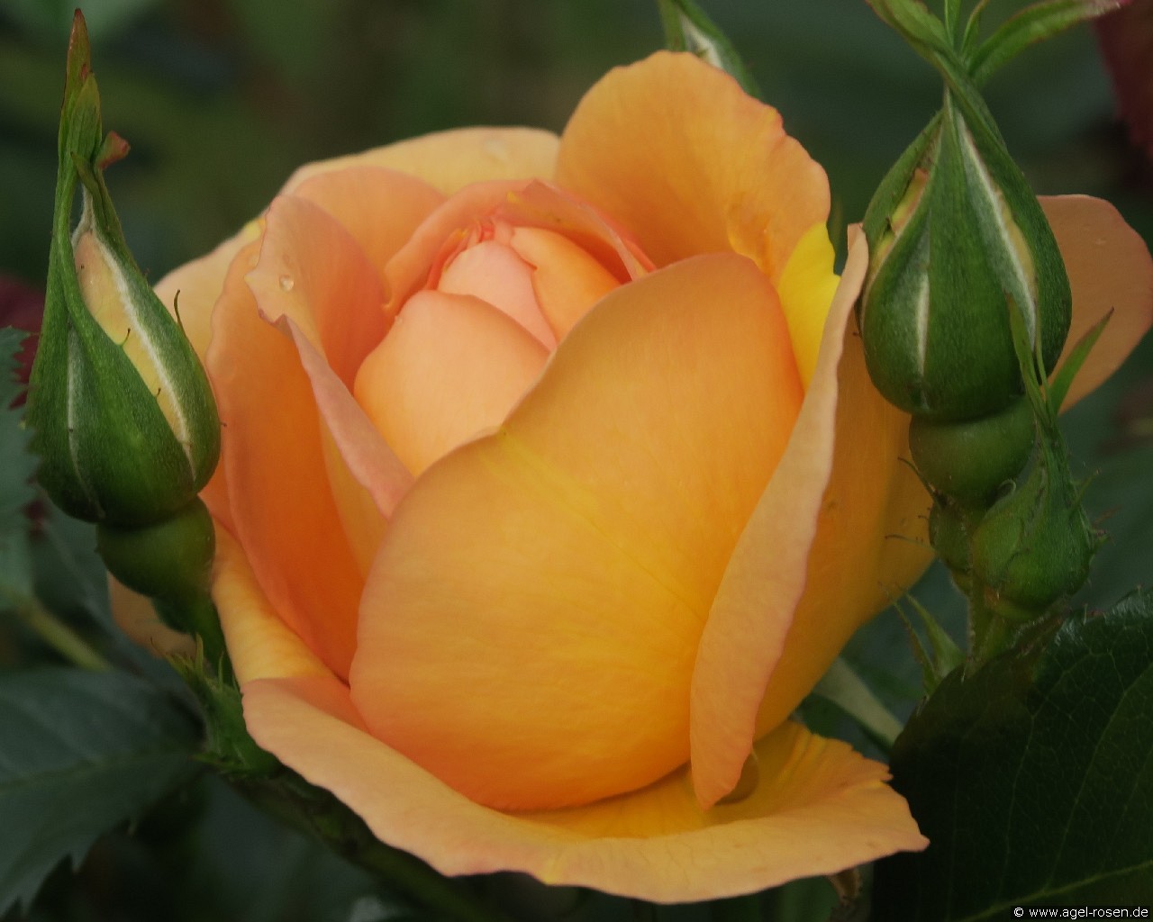Maigold (Strauchrose) Bild der Rose 'Maigold' (Strauchrose)