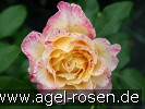 Bild der Rose 'Malerrose 'Camille Pissaro'' (Strauchrose)