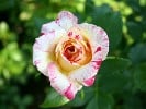 Malerrose 'Camille Pissaro' (Strauchrose) Bild der Rose 'Malerrose 'Camille Pissaro'' (Strauchrose)