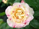 Malerrose 'Camille Pissaro' (Strauchrose) Bild der Rose 'Malerrose 'Camille Pissaro'' (Strauchrose)