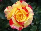 Malerrose 'Camille Pissaro' (Strauchrose) Bild der Rose 'Malerrose 'Camille Pissaro'' (Strauchrose)
