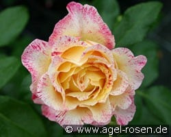 Malerrose 'Camille Pissaro' (Strauchrose) Bild der Rose 'Malerrose 'Camille Pissaro'' (Strauchrose)