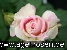 Bild der Rose 'Malerrose 'Claude Monet'' (Strauchrose)
