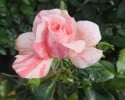Malerrose 'Claude Monet' (Strauchrose) Bild der Rose 'Malerrose 'Claude Monet'' (Strauchrose)