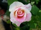 Malerrose 'Claude Monet' (Strauchrose) Bild der Rose 'Malerrose 'Claude Monet'' (Strauchrose)