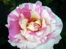 Malerrose 'Claude Monet' (Strauchrose) Bild der Rose 'Malerrose 'Claude Monet'' (Strauchrose)