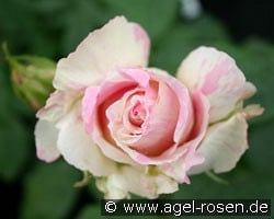 Malerrose 'Claude Monet' (Strauchrose) Bild der Rose 'Malerrose 'Claude Monet'' (Strauchrose)