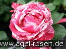 Malerrose 'Henri Matisse' (Strauchrose) Bild der Rose 'Malerrose 'Henri Matisse'' (Strauchrose)