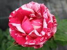 Malerrose 'Henri Matisse' (Strauchrose) Bild der Rose 'Malerrose 'Henri Matisse'' (Strauchrose)