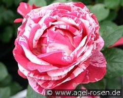 Malerrose 'Henri Matisse' (Strauchrose) Bild der Rose 'Malerrose 'Henri Matisse'' (Strauchrose)