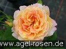 Bild der Rose 'Malerrose 'Rose des Cisterciens'' (Strauchrose)