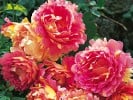 Malerrose 'Rose des Cisterciens' (Strauchrose) Bild der Rose 'Malerrose 'Rose des Cisterciens'' (Strauchrose)
