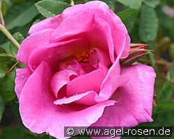Marguerite Hilling (Strauchrose) Bild der Rose 'Marguerite Hilling' (Strauchrose)