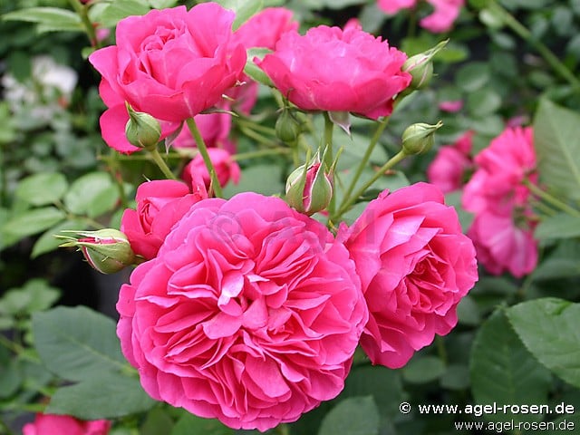 Bild der Rose 'Maria' (Strauchrose)