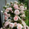 Marlène Charell (Strauchrose) Bild der Rose 'Marlène Charell' (Strauchrose)