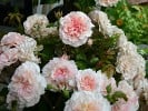 Marlène Charell (Strauchrose) Bild der Rose 'Marlène Charell' (Strauchrose)
