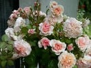 Marlène Charell (Strauchrose) Bild der Rose 'Marlène Charell' (Strauchrose)