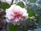 Marlène Charell (Strauchrose) Bild der Rose 'Marlène Charell' (Strauchrose)