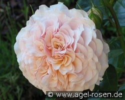 Marlène Charell (Strauchrose) Bild der Rose 'Marlène Charell' (Strauchrose)