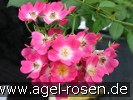 Bild der Rose 'Mozart' (Strauchrose)