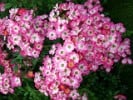 Mozart (Strauchrose) Bild der Rose 'Mozart' (Strauchrose)