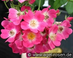 Mozart (Strauchrose) Bild der Rose 'Mozart' (Strauchrose)