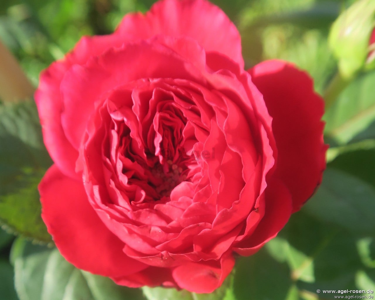 Bild der Rose 'Nadja Renaissance' (Strauchrose)