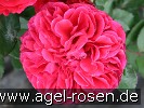 Bild der Rose 'Nadja Renaissance' (Strauchrose)