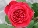 Nadja Renaissance (Strauchrose) Bild der Rose 'Nadja Renaissance' (Strauchrose)