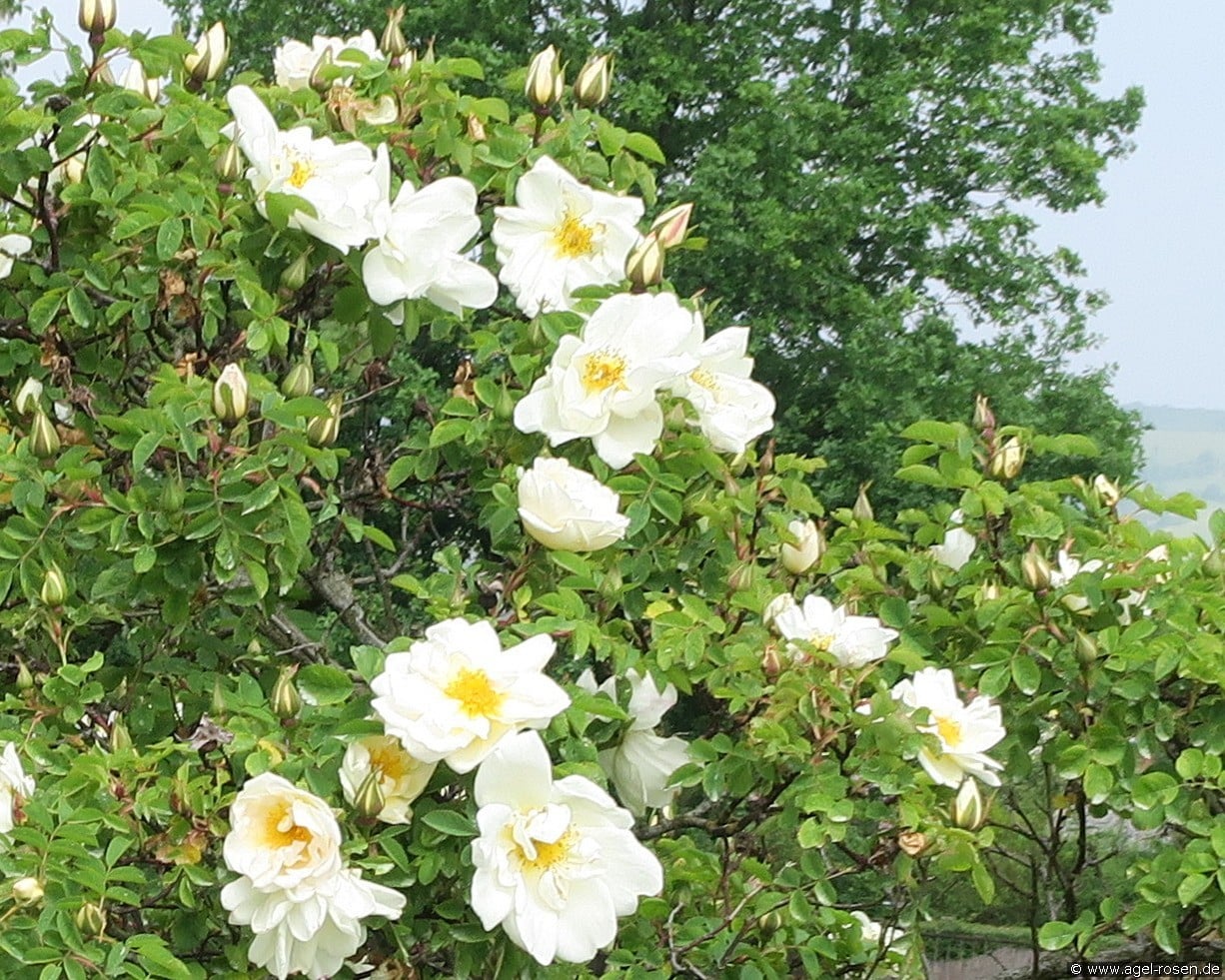 Nevada (Strauchrose) Bild der Rose 'Nevada' (Strauchrose)