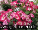 Bild der Rose 'Phlox Meidiland' (Strauchrose)