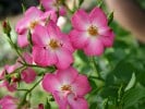 Phlox Meidiland (Strauchrose) Bild der Rose 'Phlox Meidiland' (Strauchrose)