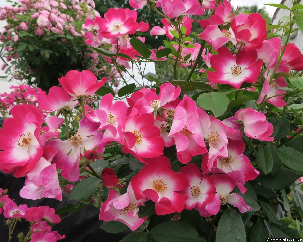 Phlox Meidiland (Strauchrose) Bild der Rose 'Phlox Meidiland' (Strauchrose)