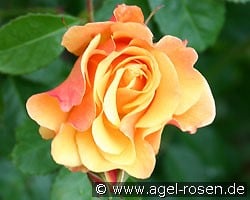 Postillion (Strauchrose) Bild der Rose 'Postillion' (Strauchrose)