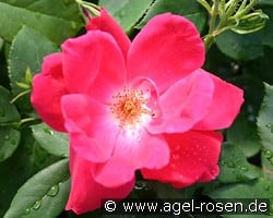 Purple Meidiland (Strauchrose) Bild der Rose 'Purple Meidiland' (Strauchrose)