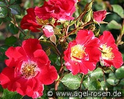 Red Meidiland (Strauchrose) Bild der Rose 'Red Meidiland' (Strauchrose)