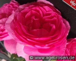Renée van Wegberg Essbare Rose