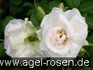 Bild der Rose 'Ritausma' (Strauchrose)