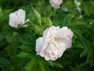 Ritausma (Strauchrose) Bild der Rose 'Ritausma' (Strauchrose)