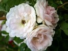 Ritausma (Strauchrose) Bild der Rose 'Ritausma' (Strauchrose)