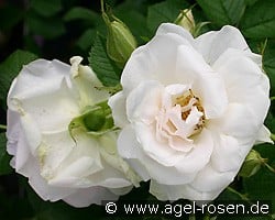 Ritausma (Strauchrose) Bild der Rose 'Ritausma' (Strauchrose)