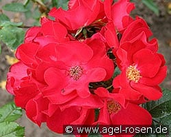 Robusta (Strauchrose) Bild der Rose 'Robusta' (Strauchrose)