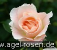 Bild der Rose 'Rokoko' (Strauchrose)