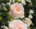 Rokoko (Strauchrose) Bild der Rose 'Rokoko' (Strauchrose)