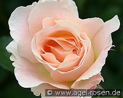 Rokoko (Strauchrose) Bild der Rose 'Rokoko' (Strauchrose)