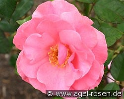 Romanze (Strauchrose) Bild der Rose 'Romanze' (Strauchrose)