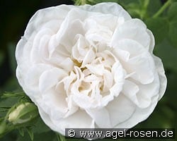 Rosa alba Maxima (Strauchrose) Bild der Rose 'Rosa alba Maxima' (Strauchrose)